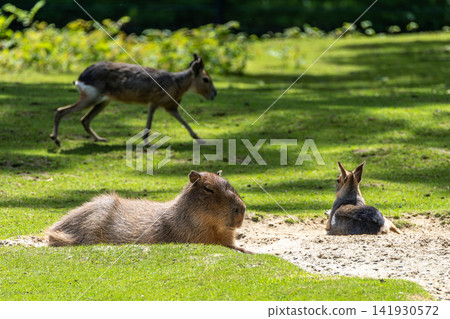 The Capybara, Hydrochoerus hydrochaeris is the largest living rodent in the world. The Capybara, Hydrochoerus hydrochaeris is the largest living rodent in the world. 141930572