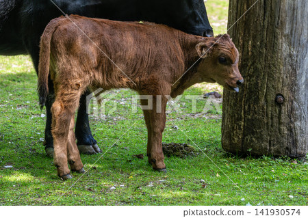 Family of Heck cattle, Bos primigenius taurus or aurochs in a German park Family of Heck cattle, Bos primigenius taurus or aurochs in a German park 141930574