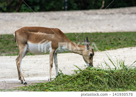 Indian Blackbuck, Antelope cervicapra or Indian antelope. Indian Blackbuck, Antelope cervicapra or Indian antelope. 141930578