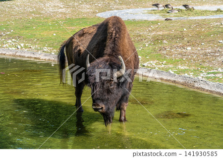 American buffalo known as bison, Bos bison in a german park 141930585