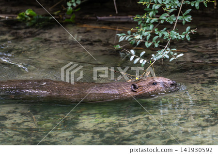 Young little Eurasian beaver, Castor fiber at a river in Munich, Bavaria in Germany Young little Eurasian beaver, Castor fiber at a river in Munich, Bavaria in Germany 141930592