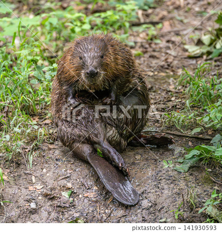 Adult Eurasian beaver, Castor fiber at a river in Munich, Bavaria in Germany Adult Eurasian beaver, Castor fiber at a river in Munich, Bavaria in Germany 141930593