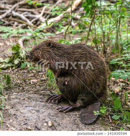 Adult Eurasian beaver, Castor fiber at a river in Munich, Bavaria in Germany Adult Eurasian beaver, Castor fiber at a river in Munich, Bavaria in Germany 141930594