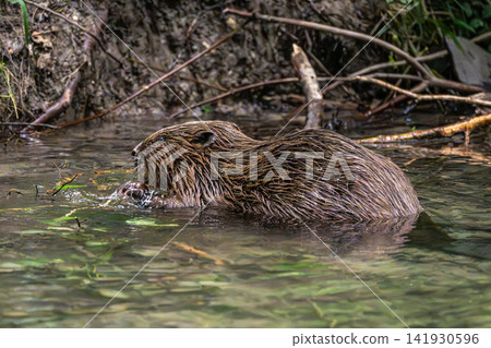 Adult Eurasian beaver, Castor fiber at a river in Munich, Bavaria in Germany 141930596