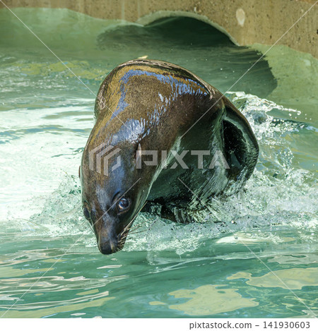 A Cape fur seal, Arctocephalus pusillus is swimming in a basin in a German park 141930603