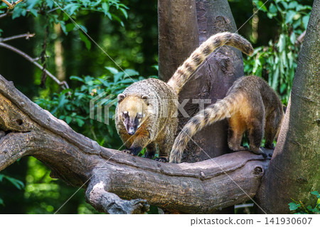 South American coati, Nasua nasua is a coati species from tropical and subtropical South America. South American coati, Nasua nasua is a coati species from tropical and subtropical South America. 141930607
