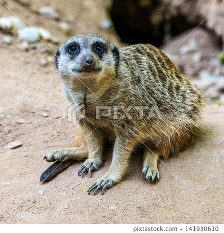 Meerkat, Suricata suricatta sitting on a stone and looking into the distance Meerkat, Suricata suricatta sitting on a stone and looking into the distance 141930610