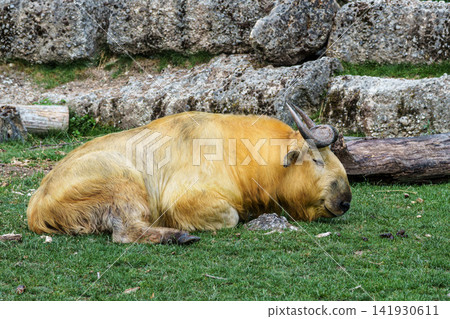 Portrait of a golden Takin, Budorcas taxicolor bedfordi with curved horns and thick fur Portrait of a golden Takin, Budorcas taxicolor bedfordi with curved horns and thick fur 141930611