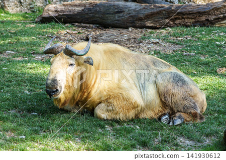 Portrait of a golden Takin, Budorcas taxicolor bedfordi with curved horns and thick fur Portrait of a golden Takin, Budorcas taxicolor bedfordi with curved horns and thick fur 141930612