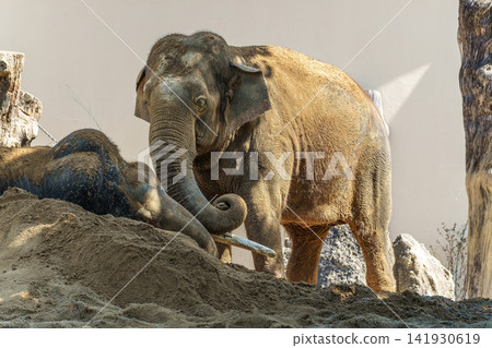 The Asian elephant, Elephas maximus also called Asiatic elephant The Asian elephant, Elephas maximus also called Asiatic elephant 141930619