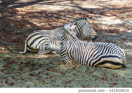 Hartmann's Mountain Zebra, Equus zebra hartmannae. An endangered zebra Hartmann's Mountain Zebra, Equus zebra hartmannae. An endangered zebra 141930620