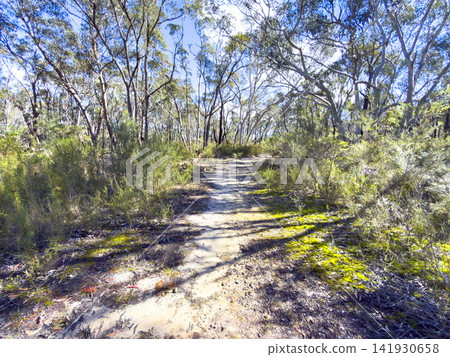 A scenic landscape and bush walking track in the Blue Mountains National Park A scenic landscape and bush walking track in the Blue Mountains National Park 141930658