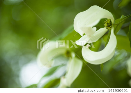開花山茱萸(Cornus florida)的白色花朵即將開放。 開花山茱萸(Cornus florida)的白色花朵即將開放。 141930691