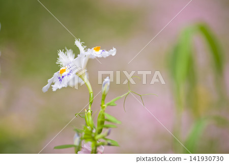 Blooming white potato flowers. The scientific name is Iris japonica. Blooming white potato flowers. The scientific name is Iris japonica. 141930730
