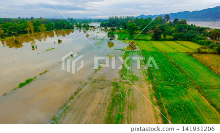 Severe environmental climate crisis causes destructive river overflow that completely submerged agricultural paddy fields and ruined seasonal food crops Severe environmental climate crisis causes destructive river overflow that completely submerged agricultural paddy fields and ruined seasonal food crops 141931206