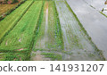 Severe environmental climate crisis causes destructive river overflow that completely submerged agricultural paddy fields and ruined seasonal food crops 141931207