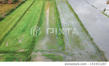 Severe environmental climate crisis causes destructive river overflow that completely submerged agricultural paddy fields and ruined seasonal food crops Severe environmental climate crisis causes destructive river overflow that completely submerged agricultural paddy fields and ruined seasonal food crops 141931207