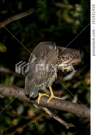 A young Sasago (Japanese Heron) preening its feathers on the Shinano River's Yasuragi Embankment. A young Sasago (Japanese Heron) preening its feathers on the Shinano River's Yasuragi Embankment. 141931458