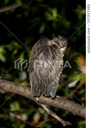 A young Sasago (Japanese Heron) preening its feathers on the Shinano River's Yasuragi Embankment. A young Sasago (Japanese Heron) preening its feathers on the Shinano River's Yasuragi Embankment. 141931460