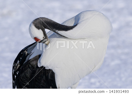 Red-crowned cranes resting Red-crowned cranes resting 141931493
