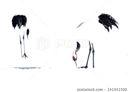 Birdwatchers pecking at food Birdwatchers pecking at food 141931500