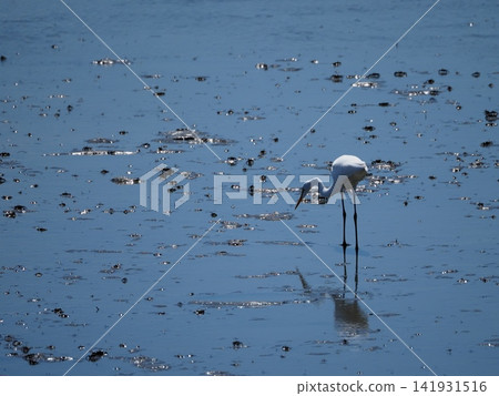 Great egrets searching for food on the tidal flats Great egrets searching for food on the tidal flats 141931516