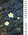 清水川水面上盛開著白水毛茛花。 141931533