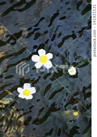 清水川水面上盛開著白水毛茛花。 清水川水面上盛開著白水毛茛花。 141931533