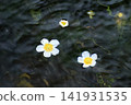 水毛茛（Ranunculus aquatilis）盛開在清澈涼爽的溪流水面上。清水川，郡山市，福島縣。 141931535