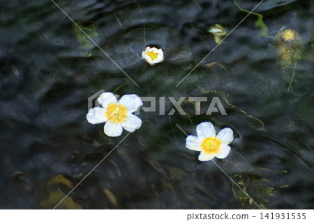 水毛茛(Ranunculus aquatilis)盛開在清澈涼爽的溪流水面上。清水川,郡山市,福島縣。 水毛茛(Ranunculus aquatilis)盛開在清澈涼爽的溪流水面上。清水川,郡山市,福島縣。 141931535