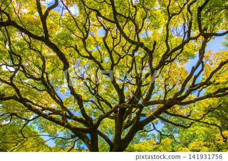 Kyoto's Higashiyama: Summer maple trees with striking yellow-green leaves that are translucent in the sunlight. Kyoto's Higashiyama: Summer maple trees with striking yellow-green leaves that are translucent in the sunlight. 141931756