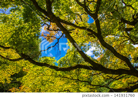 Kyoto's Higashiyama: Summer maple trees with striking yellow-green leaves that are translucent in the sunlight. Kyoto's Higashiyama: Summer maple trees with striking yellow-green leaves that are translucent in the sunlight. 141931760