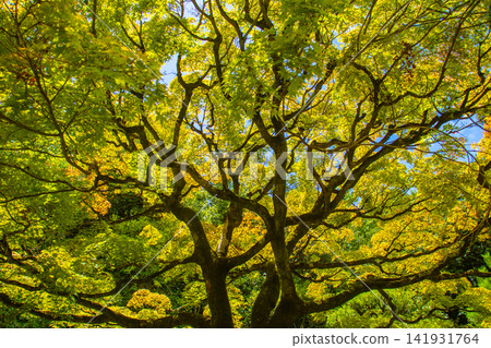 Kyoto's Higashiyama: Summer maple trees with striking yellow-green leaves that are translucent in the sunlight. Kyoto's Higashiyama: Summer maple trees with striking yellow-green leaves that are translucent in the sunlight. 141931764