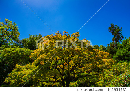 Kyoto's Higashiyama: Summer maple trees with striking yellow-green leaves that are translucent in the sunlight. Kyoto's Higashiyama: Summer maple trees with striking yellow-green leaves that are translucent in the sunlight. 141931781