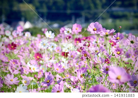 Colorful cosmos Colorful cosmos 141931883