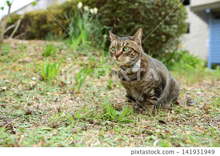 Pheasant cat on the grass 141931949