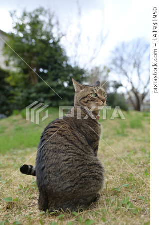 Pheasant cat on the grass Pheasant cat on the grass 141931950