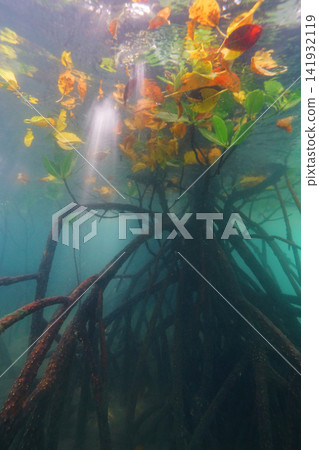 水下紅樹林 水下紅樹林 141932119