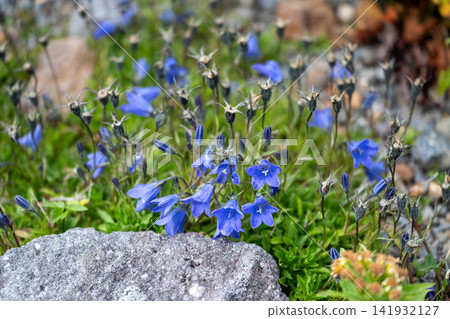 Campanula punctata of Mt. Hakusan Campanula punctata of Mt. Hakusan 141932127