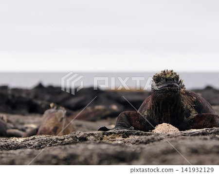 一隻野生海鬣蜥站在黑色熔岩海岸線上(厄瓜多爾)。 一隻野生海鬣蜥站在黑色熔岩海岸線上(厄瓜多爾)。 141932129