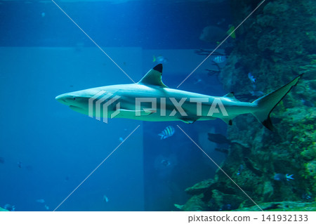 Blacktip reef shark gliding past rocky wall inside a blue aquarium 141932133