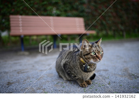 貓的寵物貓在公園裡 貓的寵物貓在公園裡 141932162