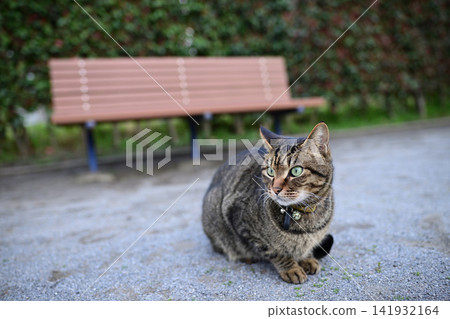 貓的寵物貓在公園裡 貓的寵物貓在公園裡 141932164