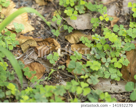 Japanese lizard preying on insect larvae Japanese lizard preying on insect larvae 141932270