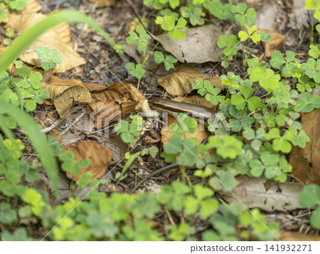 Japanese lizard preying on insect larvae Japanese lizard preying on insect larvae 141932271