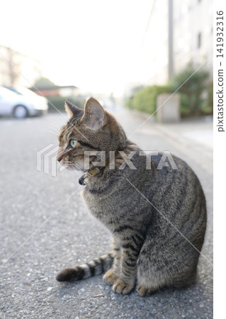 Petticoat cat in the parking lot Petticoat cat in the parking lot 141932316