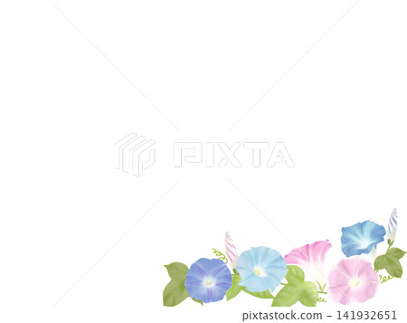 Morning glory (blue-pink variety) Morning glory (blue-pink variety) 141932651