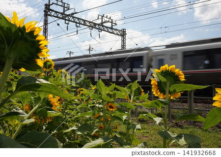 Romancecar and sunflower field Romancecar and sunflower field 141932668