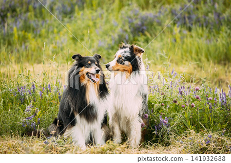 Australian Shepherd Dog And Tricolor Rough Collie, Funny Scottish Collie, Long-haired Collie, English Collie, Lassie Dog Playing In Green Grass With Purple Blooming Flowers Australian Shepherd Dog And Tricolor Rough Collie, Funny Scottish Collie, Long-haired Collie, English Collie, Lassie Dog Playing In Green Grass With Purple Blooming Flowers 141932688