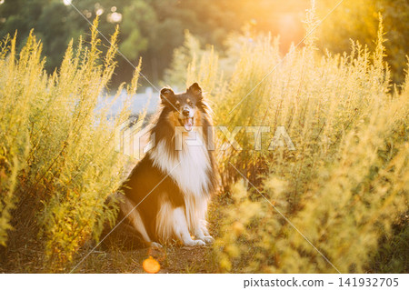 Tricolor Rough Collie, Funny Scottish Collie, Long-haired Collie, English Collie, Lassie Dog Sitting In Green Grass In Sunny Summer Evening. Portrait Dog Tricolor Rough Collie, Funny Scottish Collie, Long-haired Collie, English Collie, Lassie Dog Sitting In Green Grass In Sunny Summer Evening. Portrait Dog 141932705